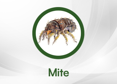 Mite