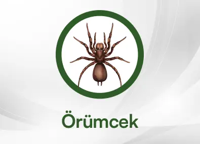 Örümcek